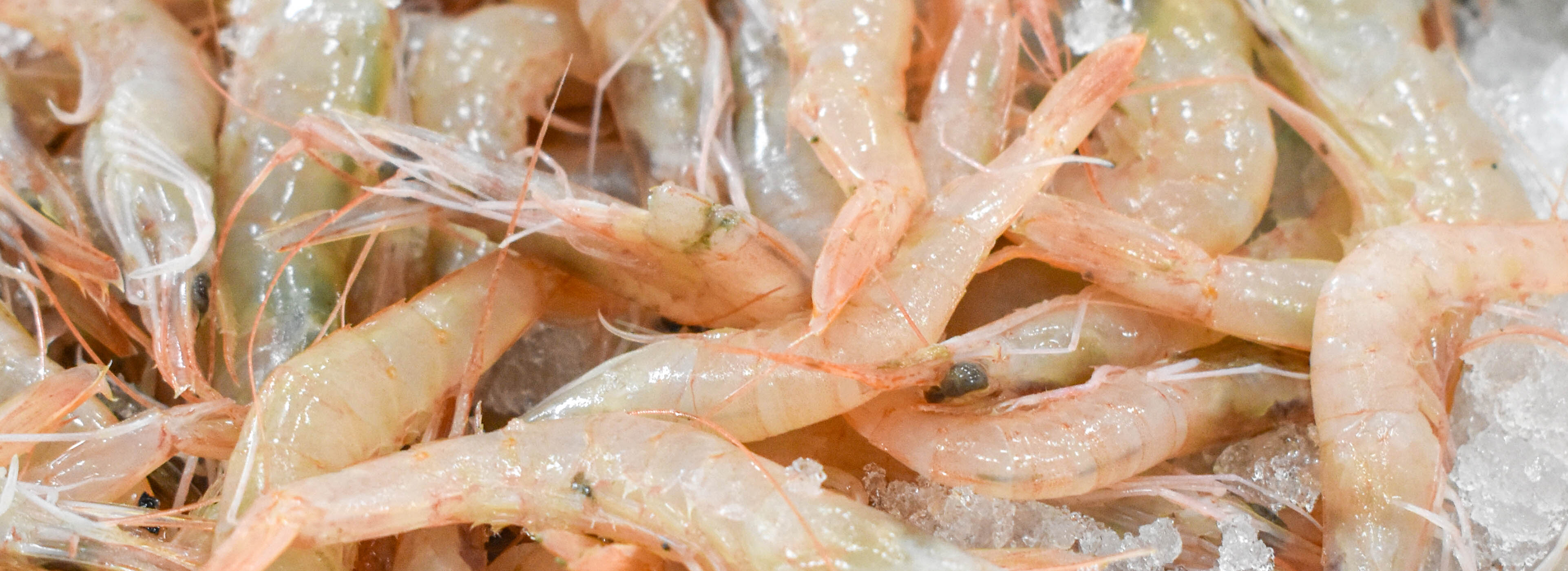 SHRIMPS